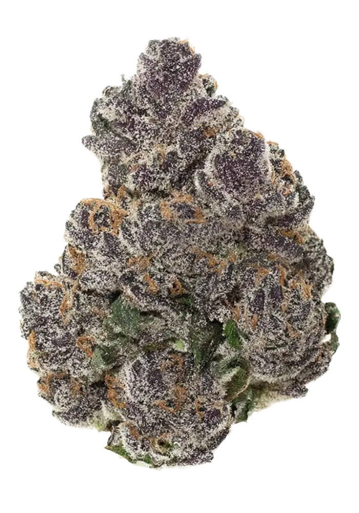 BLACK TRUFFLE (indica)