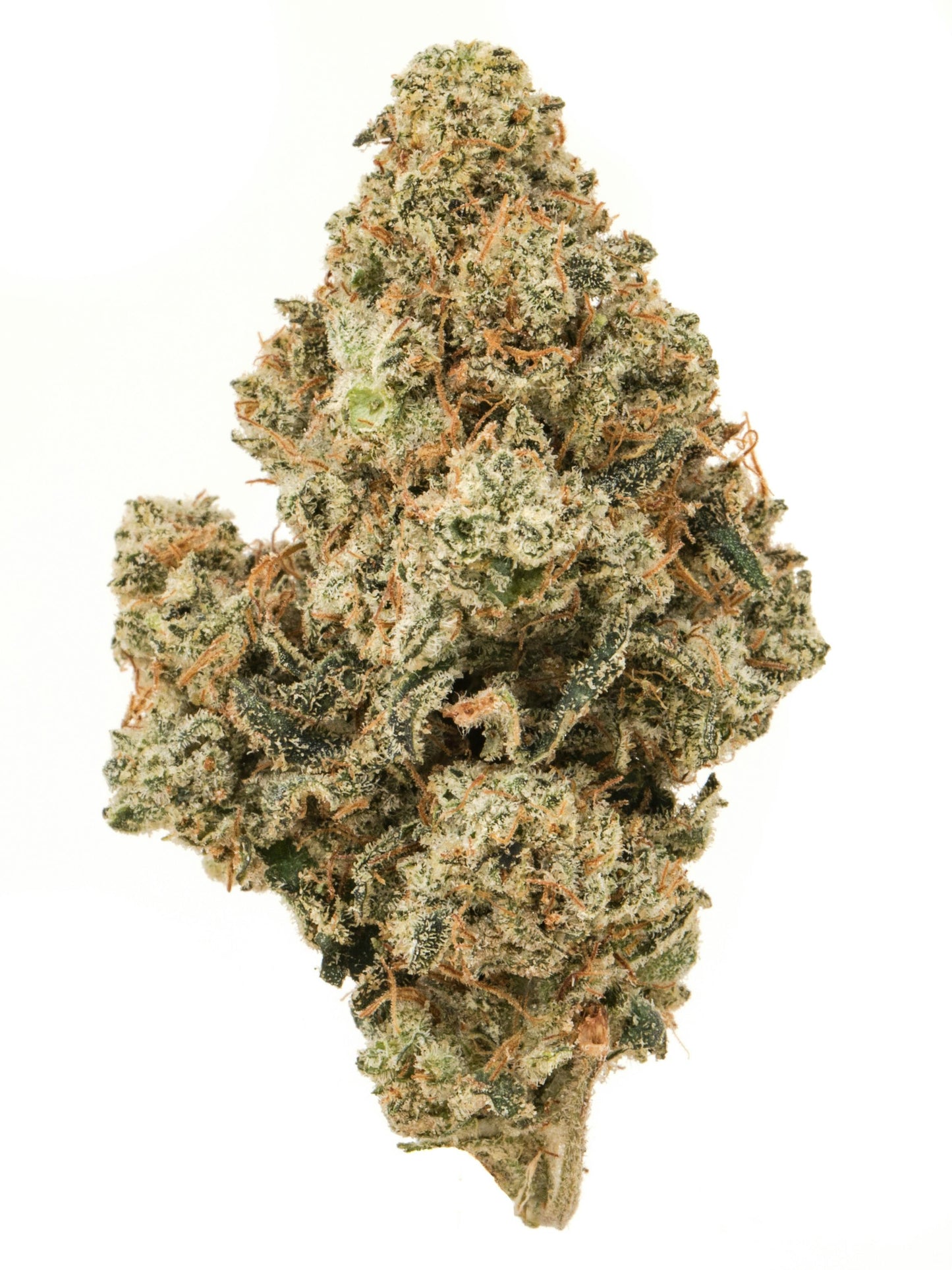 CRITICAL JACK (sativa)