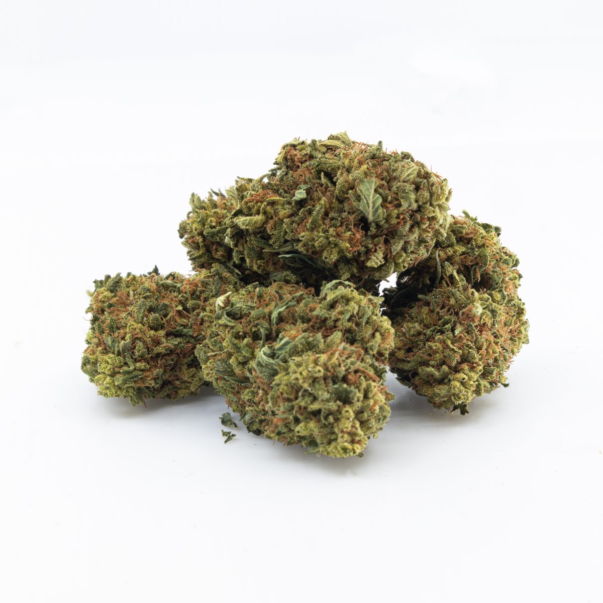 Pine Queen (sativa)