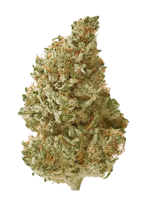 Baja Blast (Hybrid)