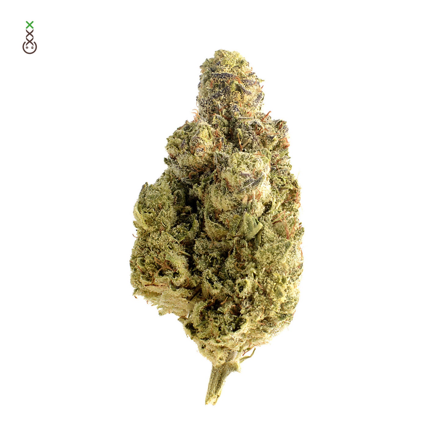 OG Kush (indica)
