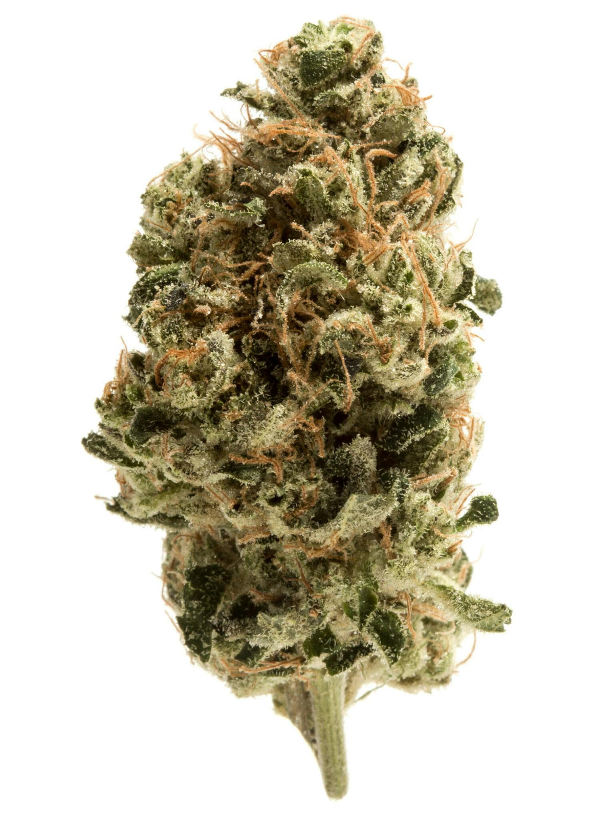 WHITE FROST (hybrid/sativa)