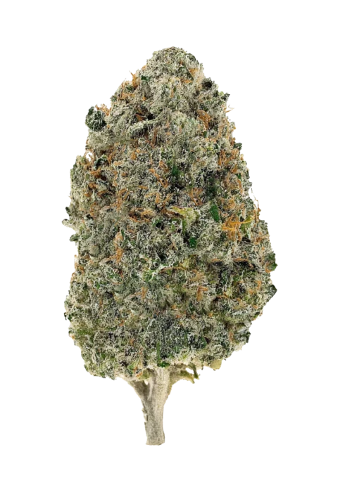 XJ 13 (sativa)