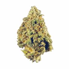 CRESCENDO (sativa)