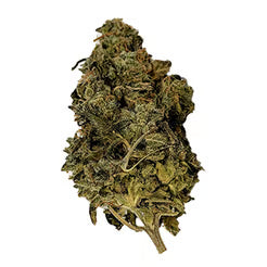 Bull Rider (Sativa)