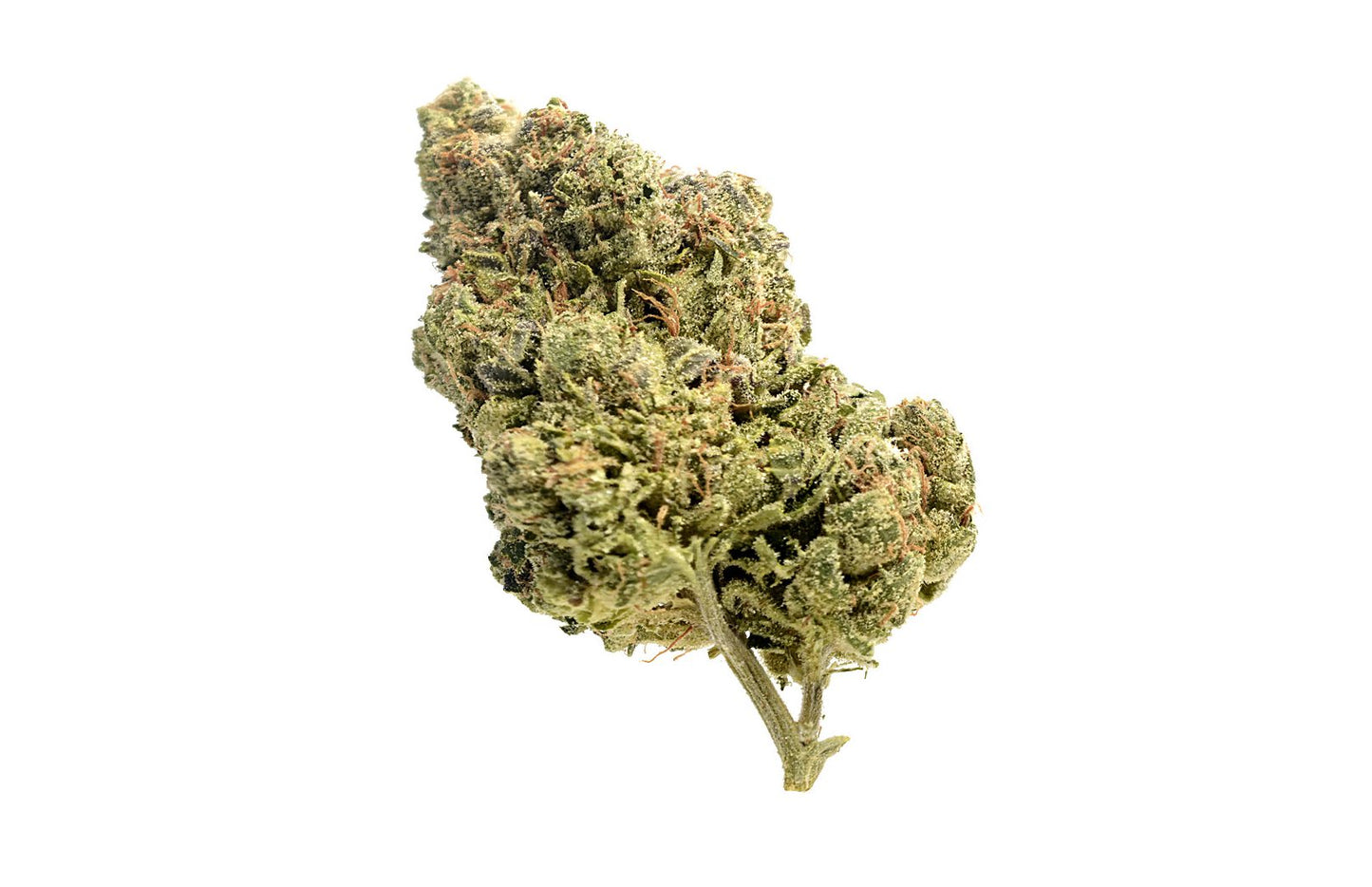 AFGHANI BULL RIDER (Indica)