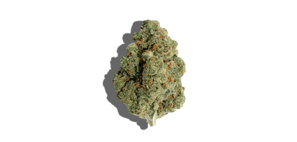 Jack Herer (sativa)