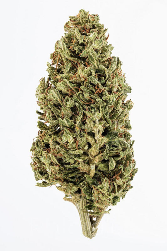 Jack Herer (sativa)