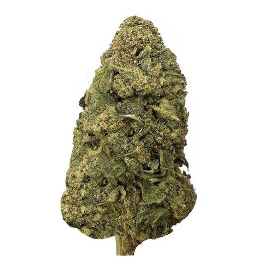 White Truffle (indica)