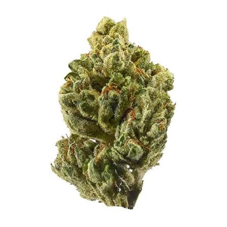 KING MAMBA (indica)