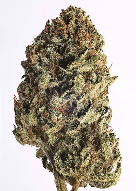 MANGO RNTZ (indica)