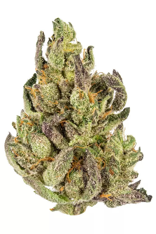Sangria  (Sativa)