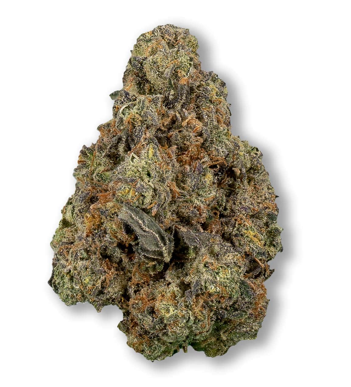 Blue Cream (hybrid)