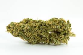 Animal Cookie (Hybrid)