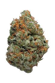 J1 (Sativa)