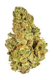 Mac Mintz (Hybrid)