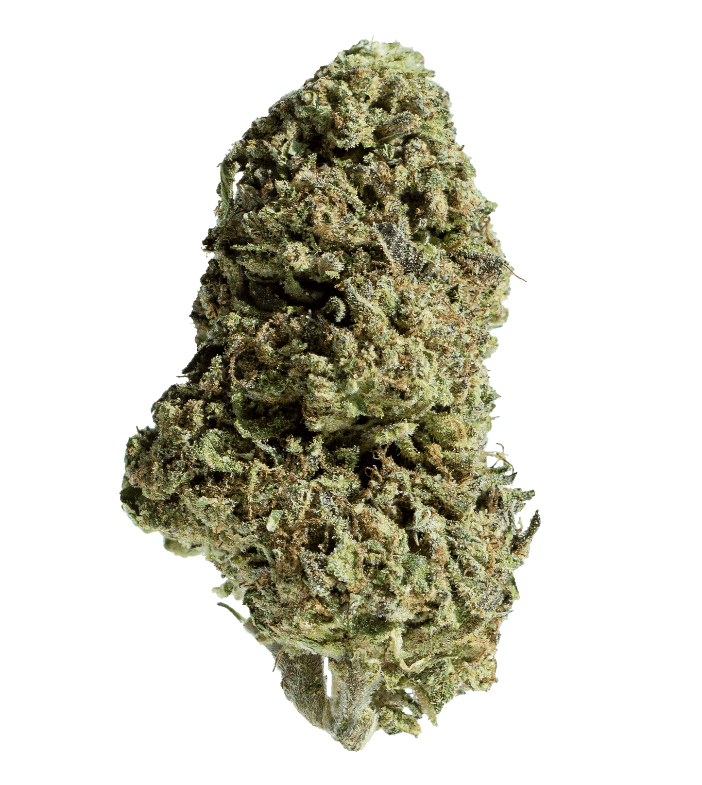 OREOZ (indica)