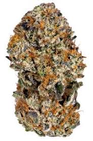 Plat. Tangie (Sativa)