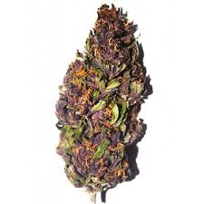 Purple Haze (Sativa)